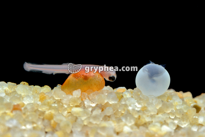 Truite - Eclosion de l'alevin - gryphea.com